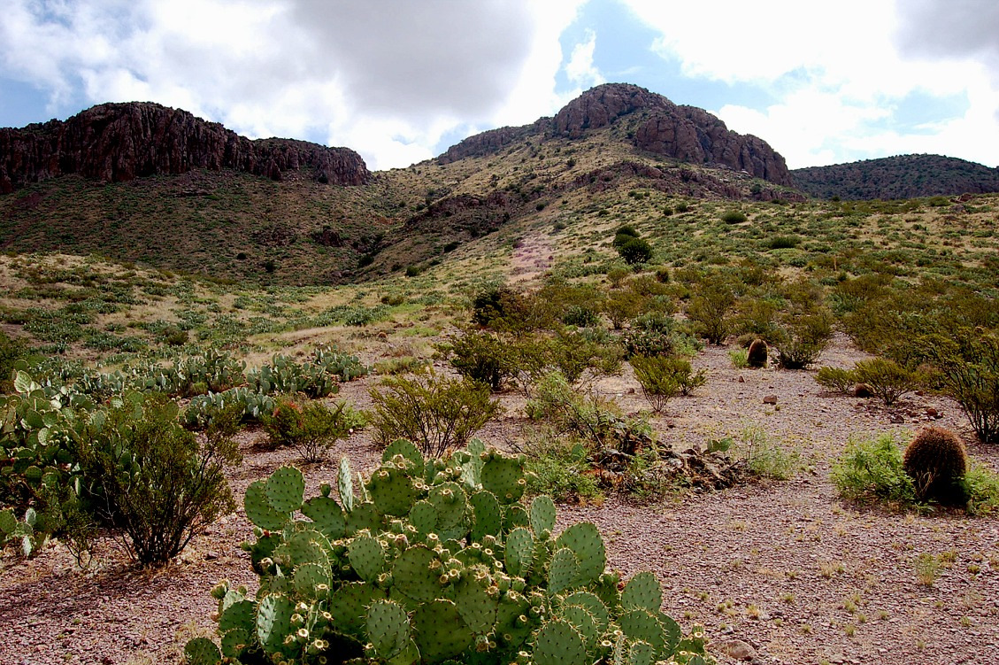 new_mexico_desert082